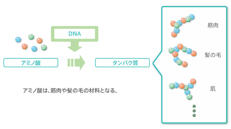 アミノ酸とタンパク質